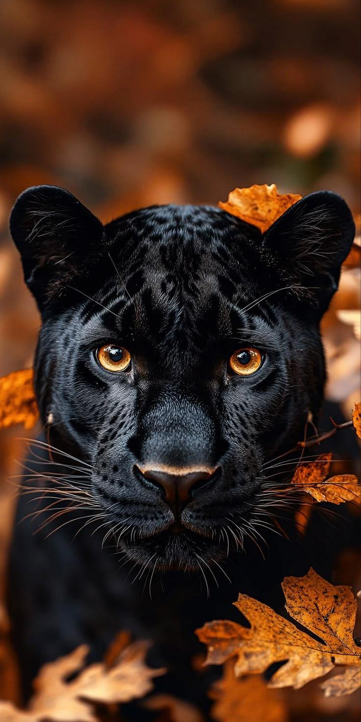 Black Panther Close-Up Wallpaper – Wild Animal Nature Art