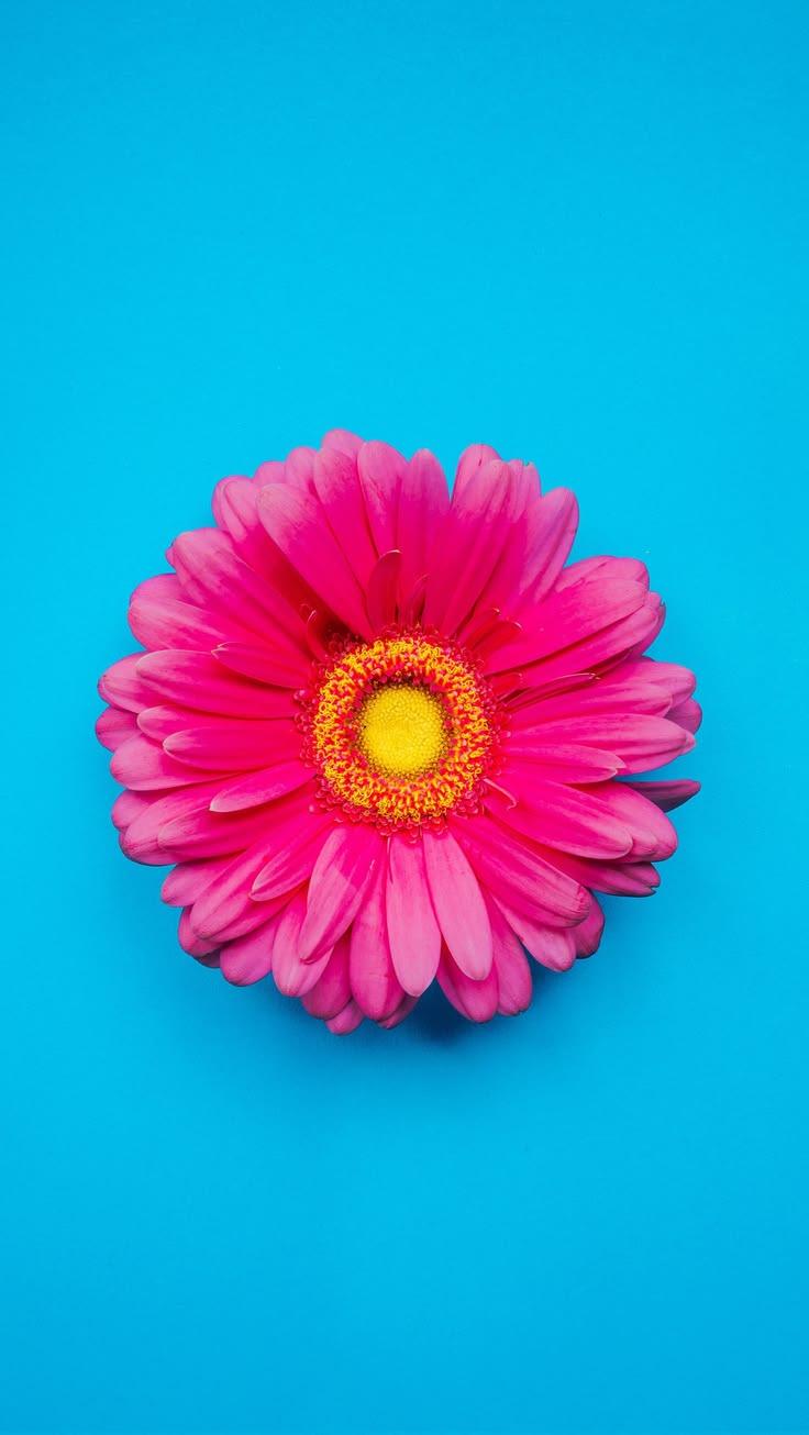 Vibrant Flower Bloom Blue Wallpaper