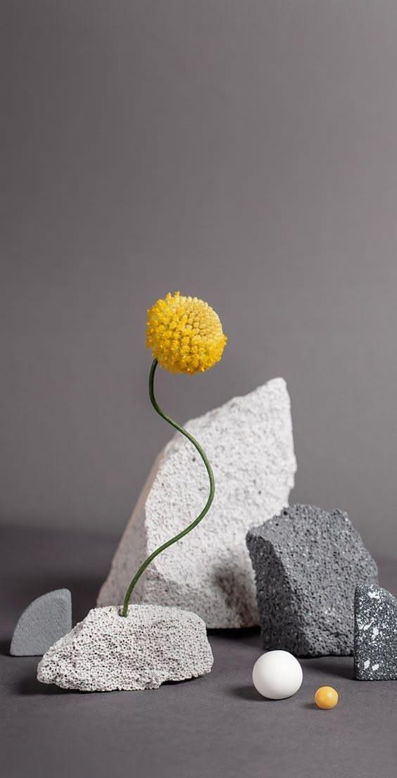 Minimalist Yellow Craspedia Flower Still Life Wallpaper