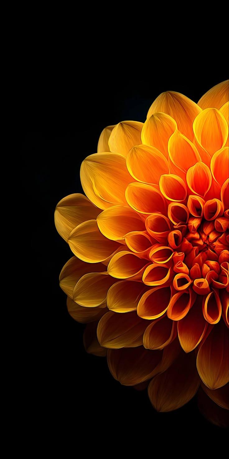 Orange Dahlia Flower Wallpaper