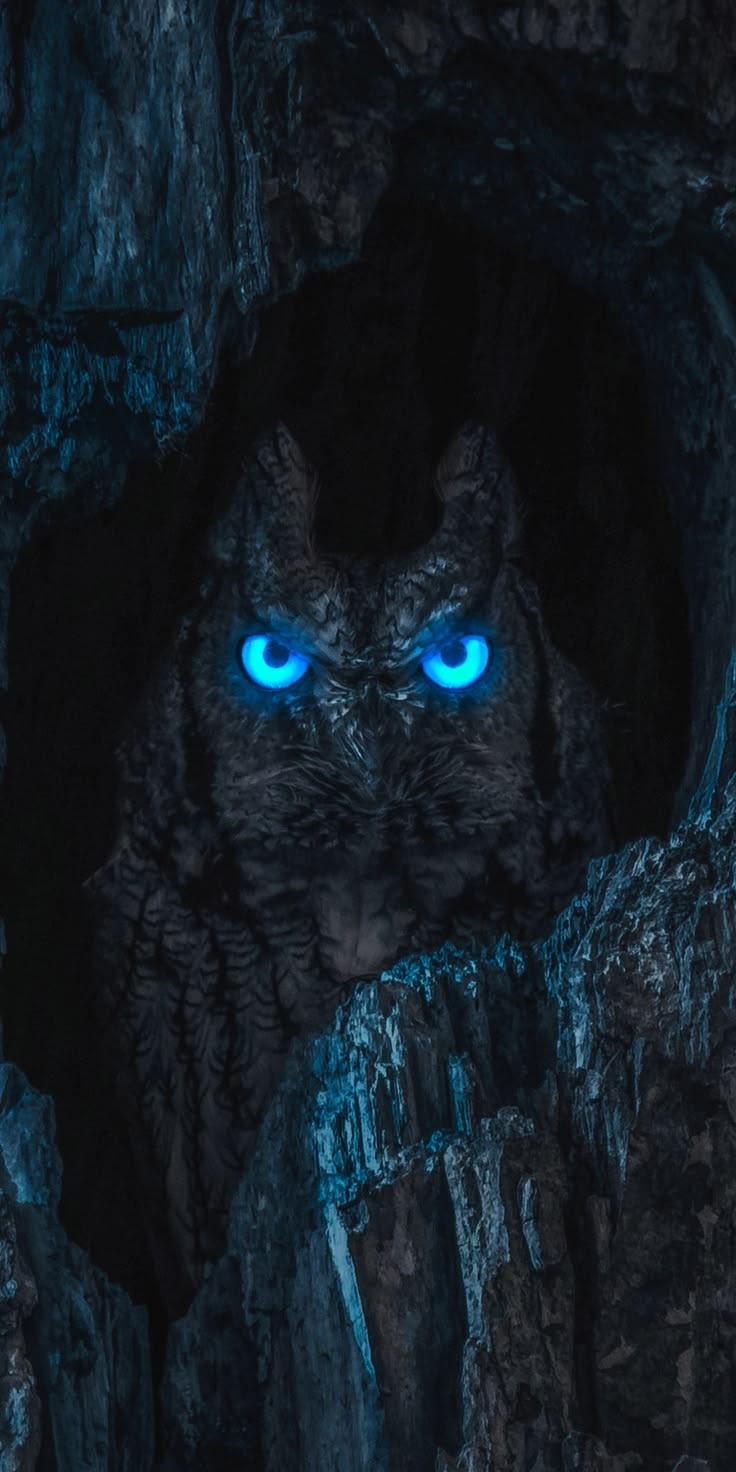 Glowing Blue Owl Dark Wallpaper