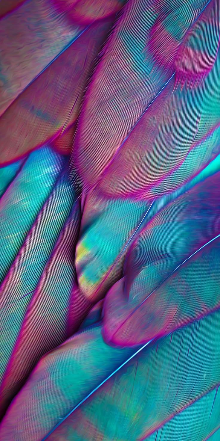 Colorful Feather Texture Wallpaper