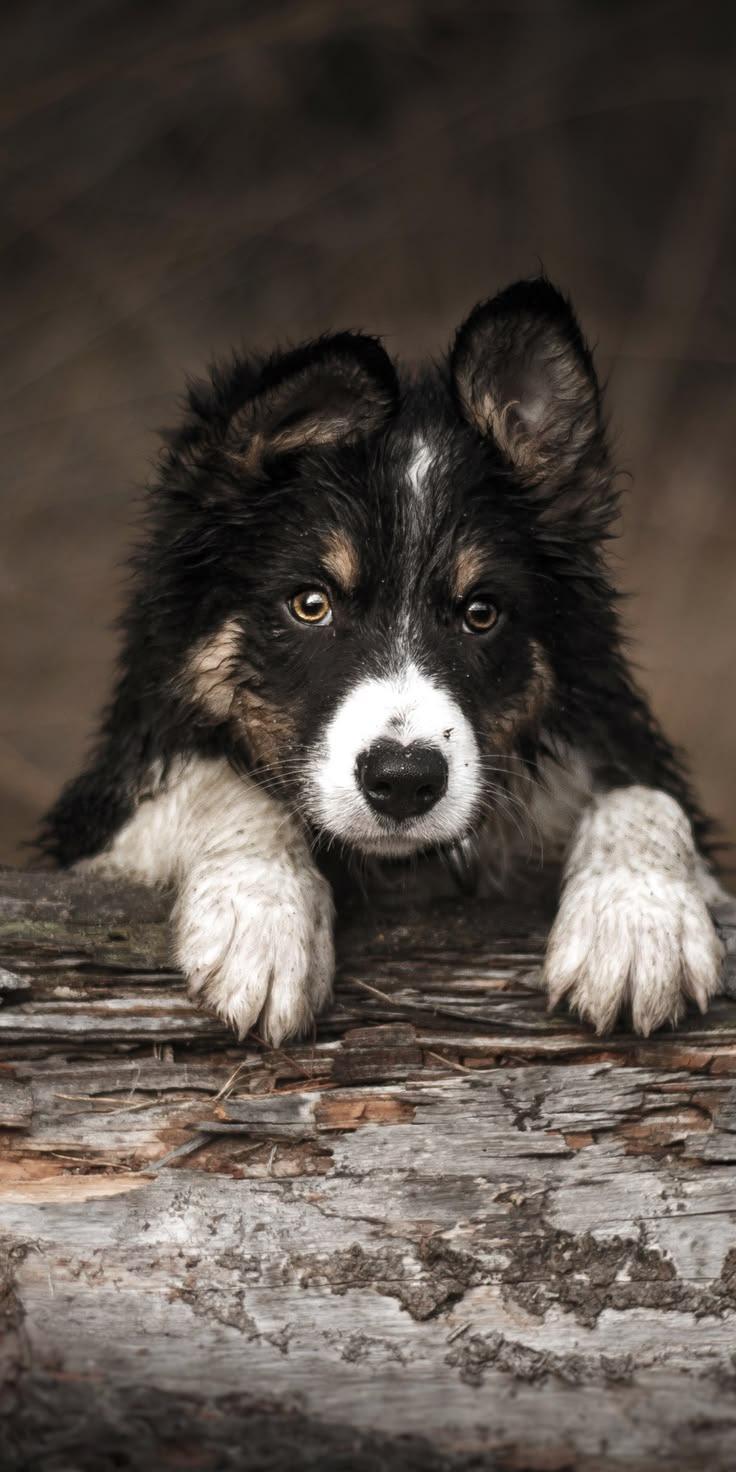 Cute Border Collie Puppy Wallpaper