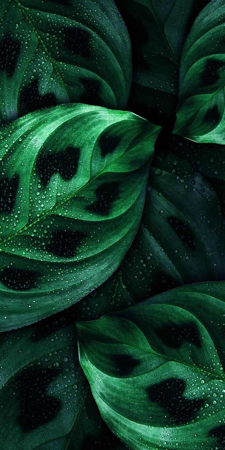 Dark Green Tropical Leaves Wallpaper