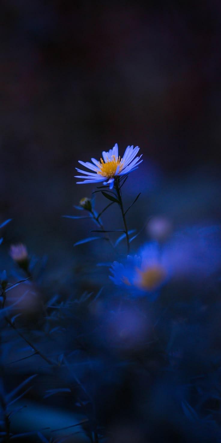 Blue Flower Aesthetic Wallpaper