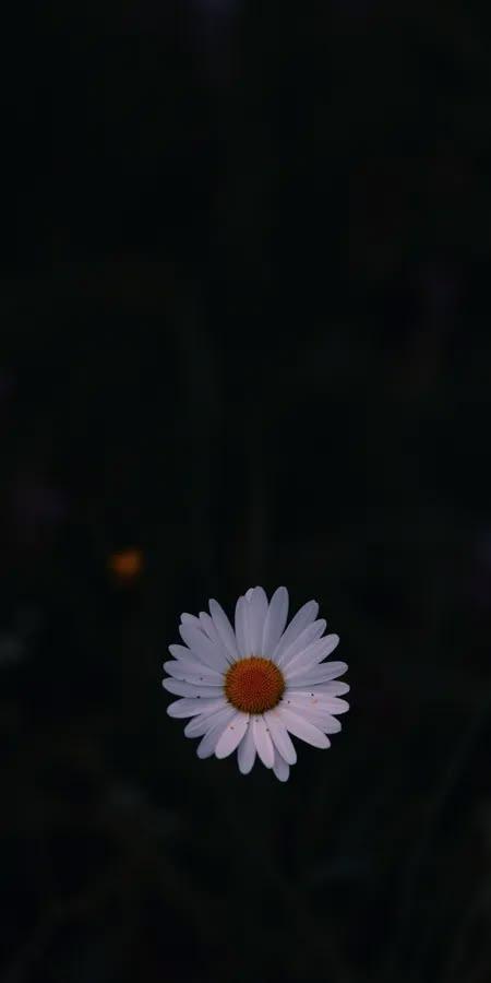 Moody White Daisy Wallpaper