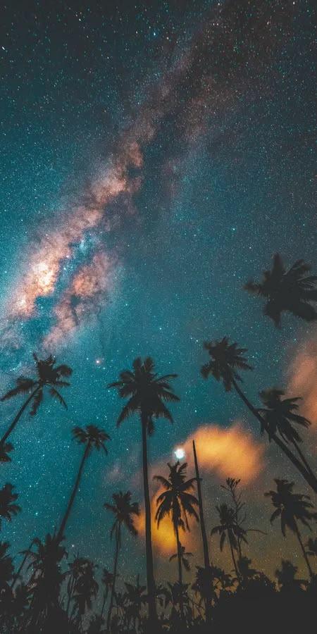 Stellar Tropical Night Wallpaper