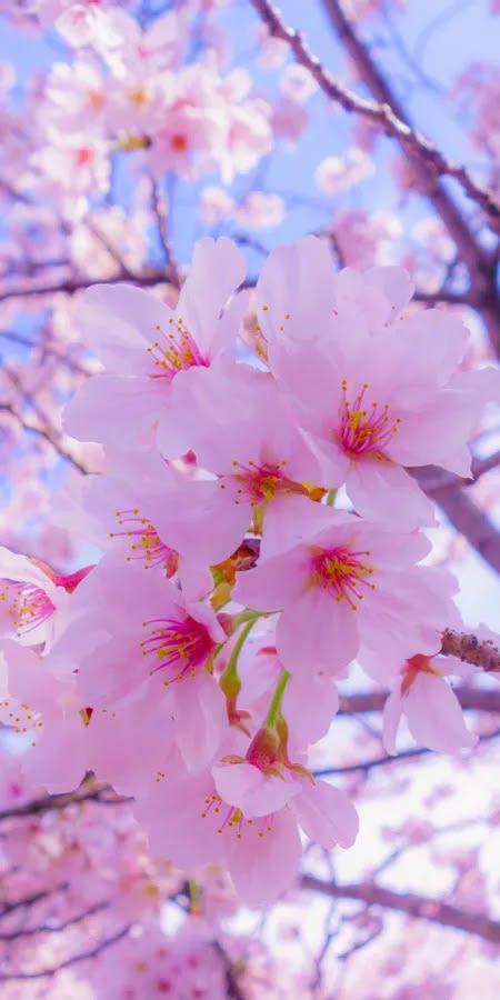 Blooming Pink Cherry Wallpaper