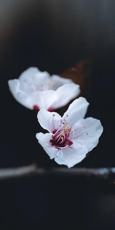 Midnight Bloom Blossom Wallpaper