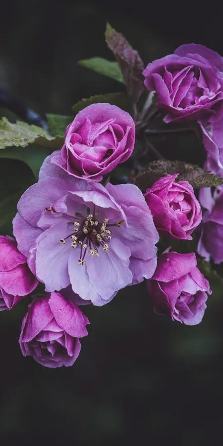 Deep Purple Blossom Wallpaper