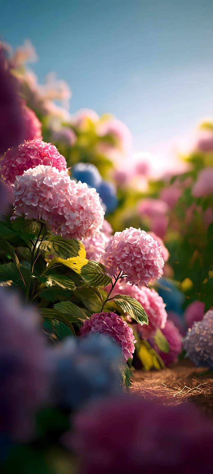 Blooming Hydrangea Garden Wallpaper