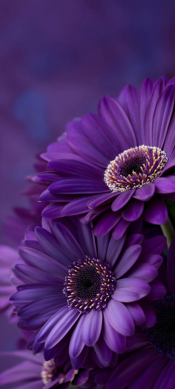 Dark Purple Gerbera Daisy Wallpaper
