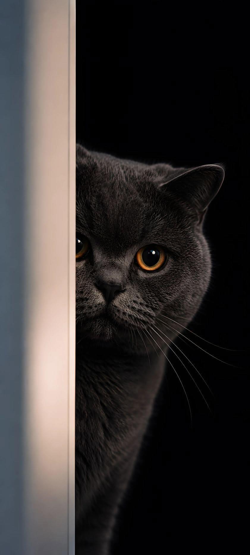 Curious Shadow Cat Wallpaper