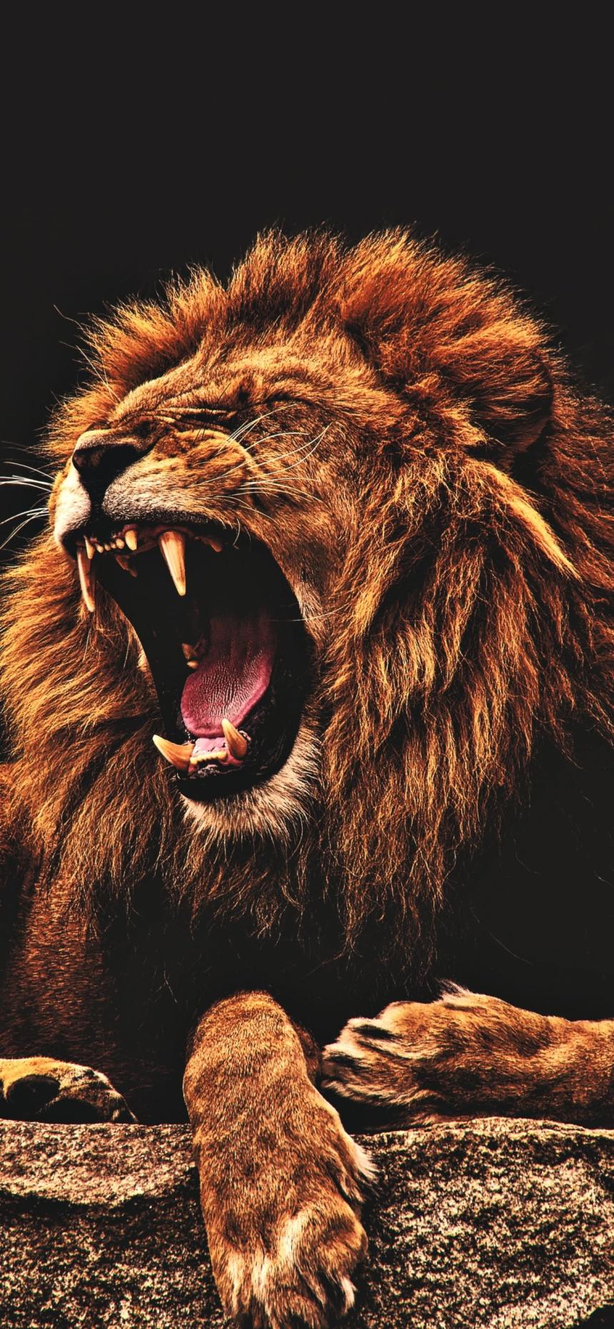 Majestic Roaring Lion Wallpaper