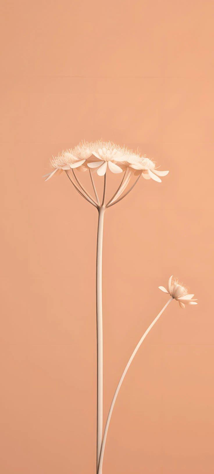 Minimalist Beige Flower Wallpaper 🌸🤍