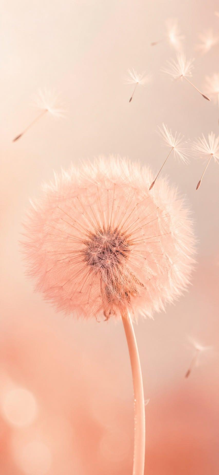 Pink dandelion wallpaper for iPhone