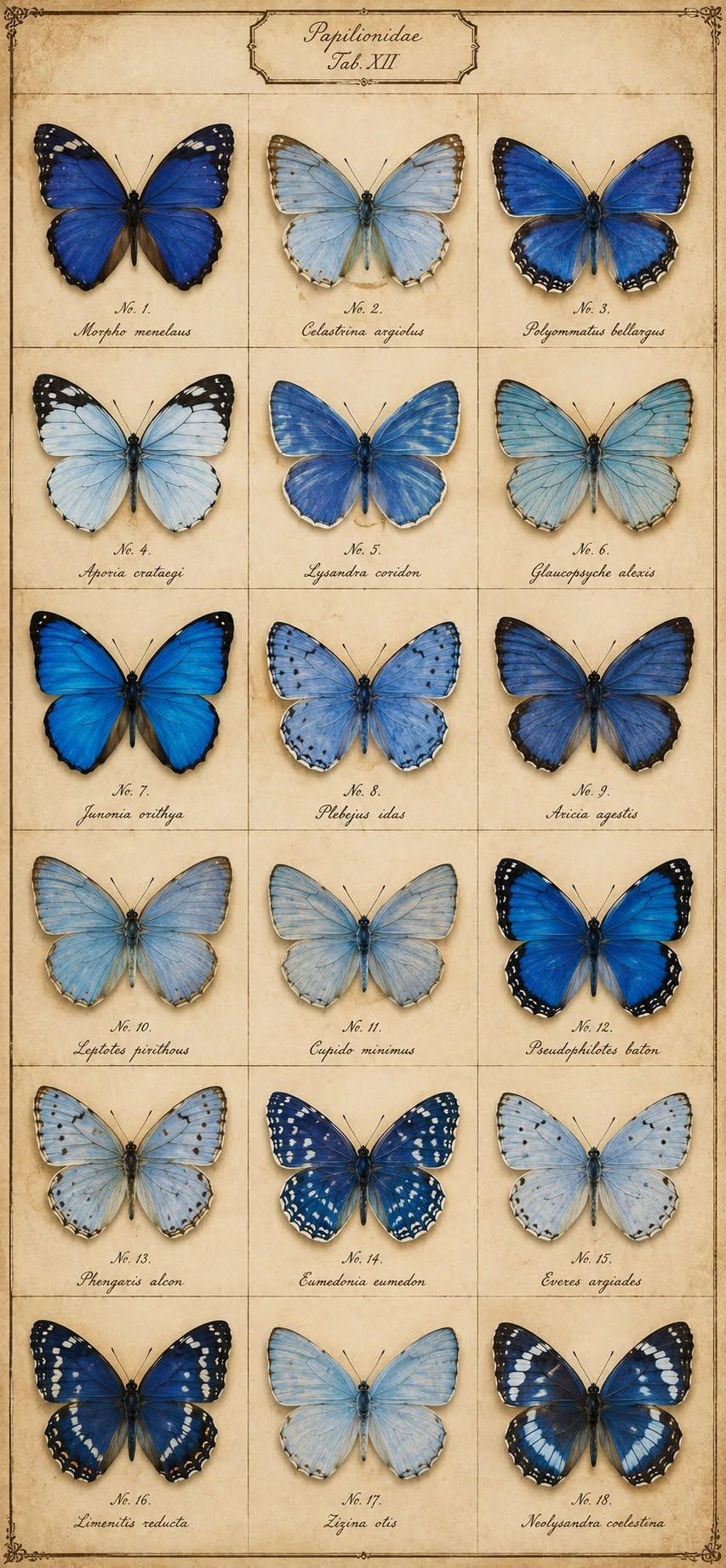 Pressed Blue Butterfly Specimens