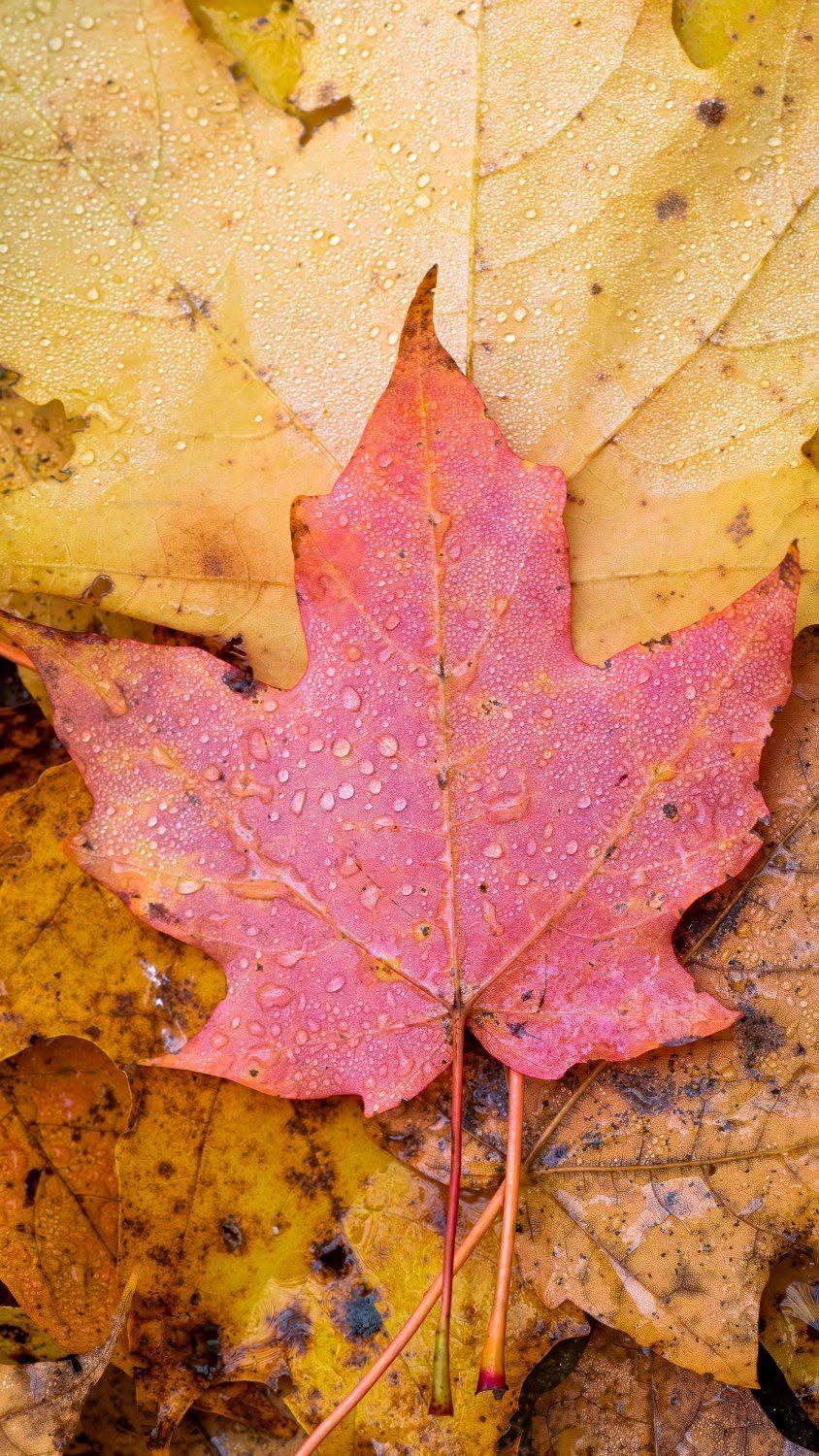 Pink Maple Leaf After Rain