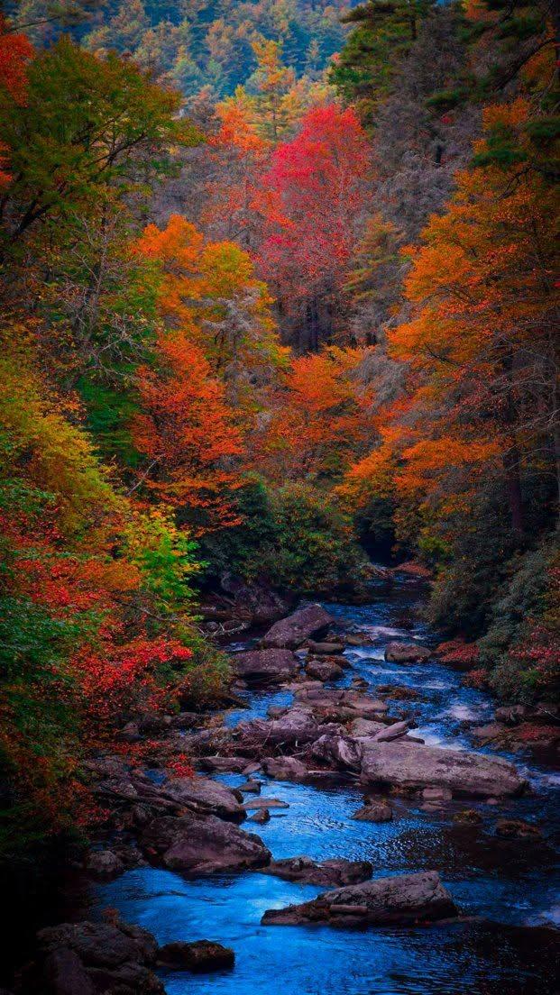 Autumn River Through Colorful Trees
