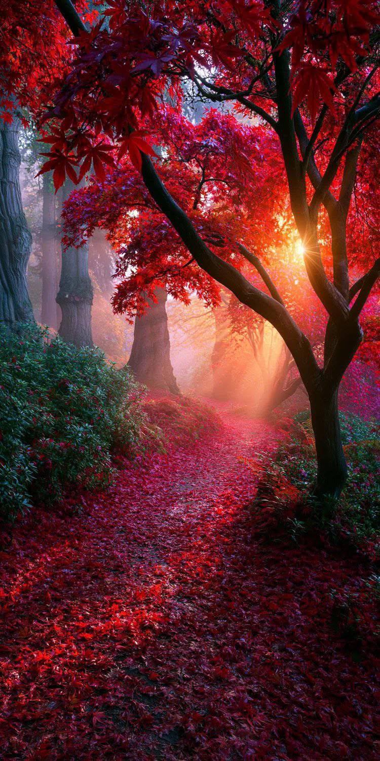 Red Maple Forest Wallpaper with Glowing Sunrise Path