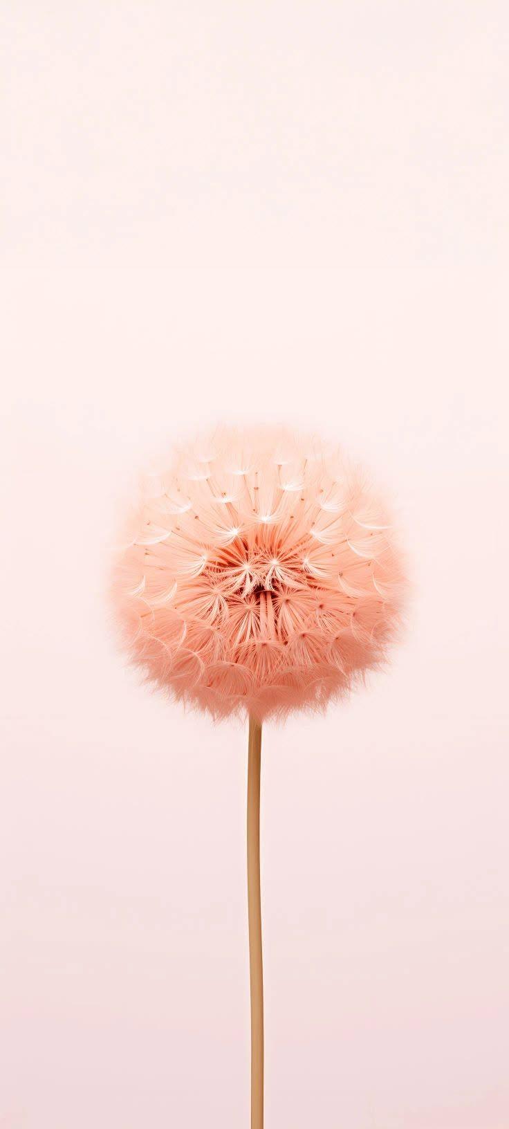 Minimalist Peach Dandelion Wallpaper on Soft Pink Background