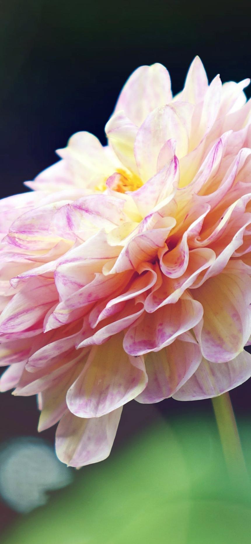 Pink Dahlia Flower Wallpaper with Soft Peach Petals